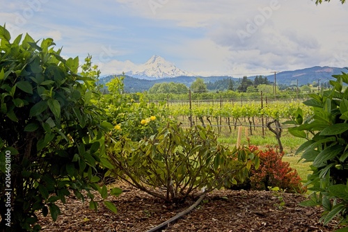 Mount Hood Viewed Through Oregon Vineyard Garden