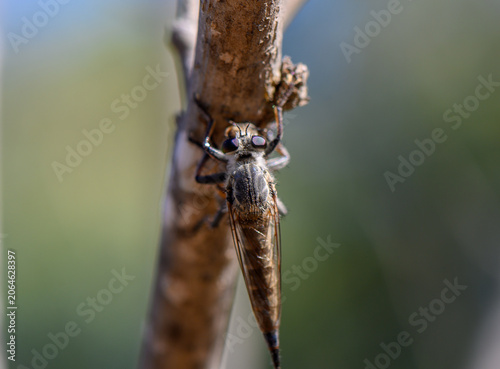Fotografie Robber Fly Sitting on Tree Branch in Cyprus