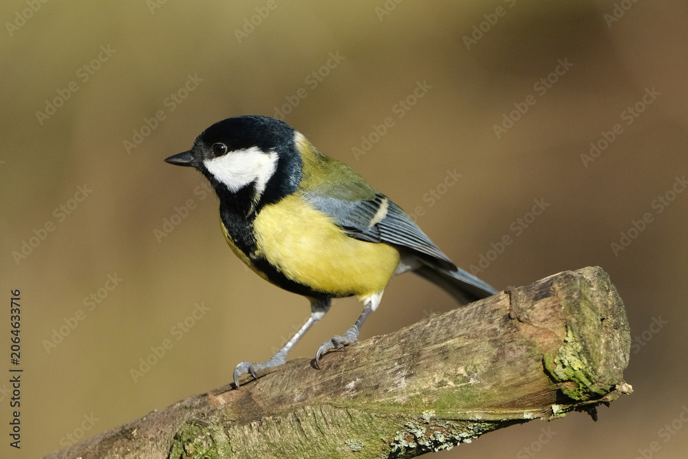 Obraz premium Great tit (Parus major) perched on a mossy tree branch in the wild, beautiful yellow songbird close-up
