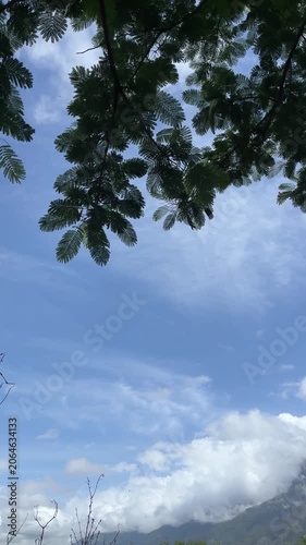 Vertical view of tree branches against blue sky with clouds