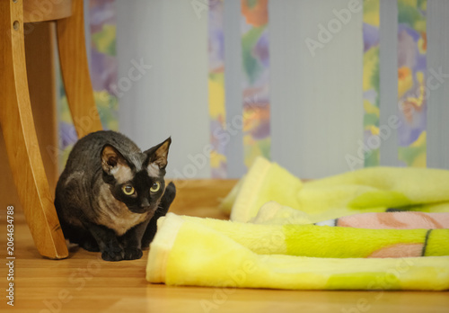 Εκτύπωση καμβά Black Devon Rex Cat Indoors on Floor