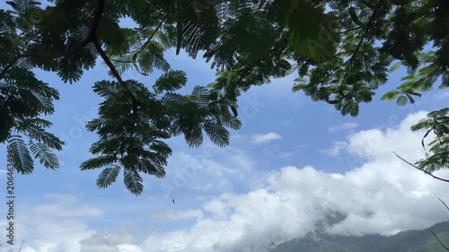 Tropical tree leaves framing blue sky with clouds and mountain