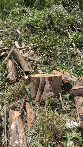 Freshly cut tree stump in deforested forest area