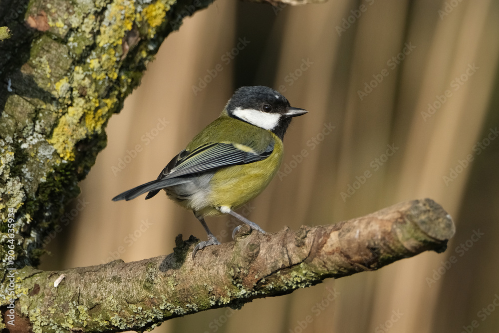 Obraz premium Great tit (Parus major) perched on a mossy tree branch in the wild, beautiful yellow songbird close-up