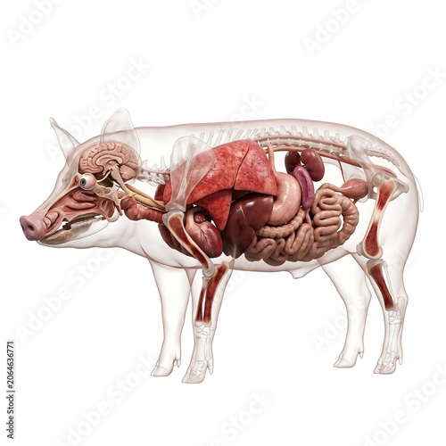 Cutaway illustration of pig anatomy showing brain heart lungs and digestive system in transparent body.