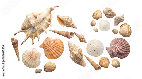 Natural sea shells collection on white background, assorted marine seashells and sand dollars, tropical beach ocean treasures for summer decor