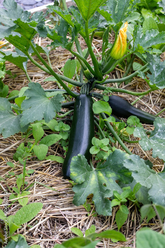 Gros plan sur des plants de légumes en cultures associées dans un potager : courgette et bourrache