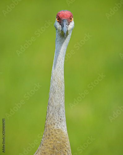 Greater sandhill crane - Antigone canadensis pratensis - is a species of large crane of North America and extreme northeastern Siberia.  Florida example