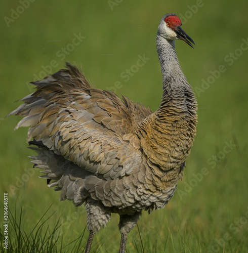 Greater sandhill crane - Antigone canadensis pratensis - is a species of large crane of North America and extreme northeastern Siberia.  Florida example