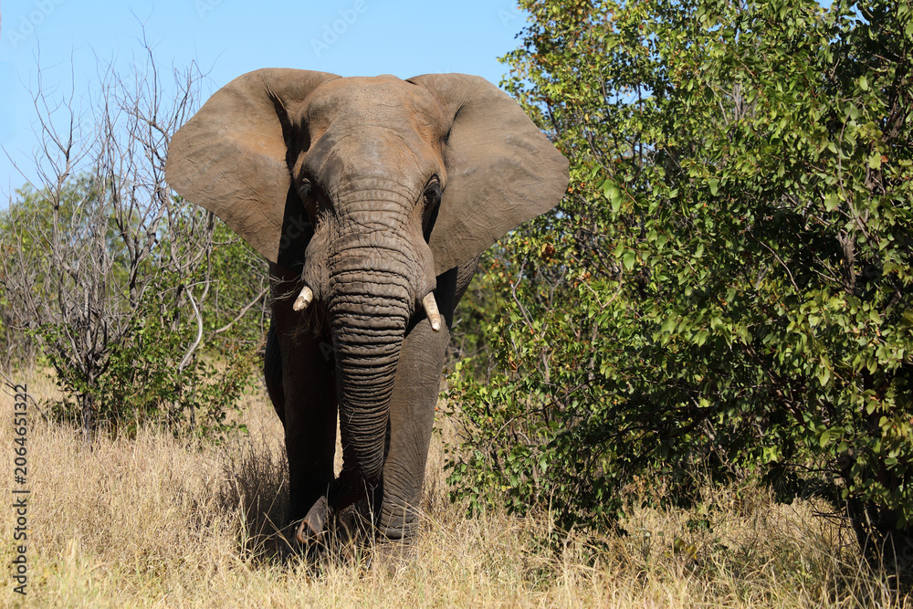 Fototapeta premium Afrikanischer Elefant / African elephant / Loxodonta africana