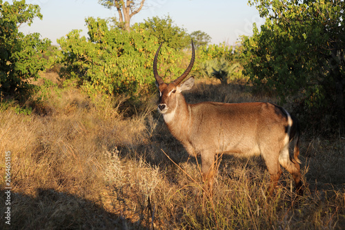 Konstfotografi Wasserbock / Waterbuck / Kobus ellipsiprymnus