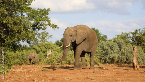 Photography Afrikanischer Elefant / African elephant / Loxodonta africana
