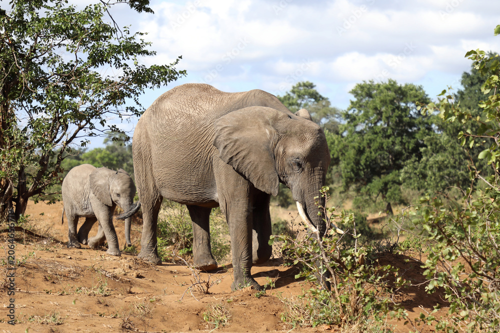 Fototapeta premium Afrikanischer Elefant / African elephant / Loxodonta africana