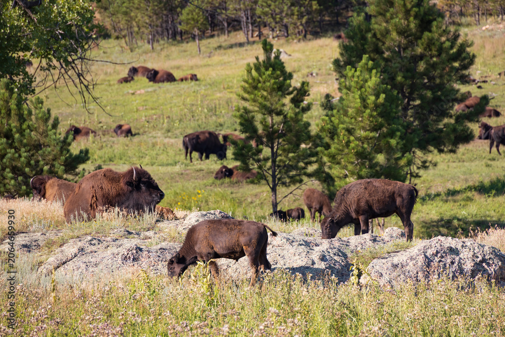 Fototapeta premium Bison herd grazing in a meadow