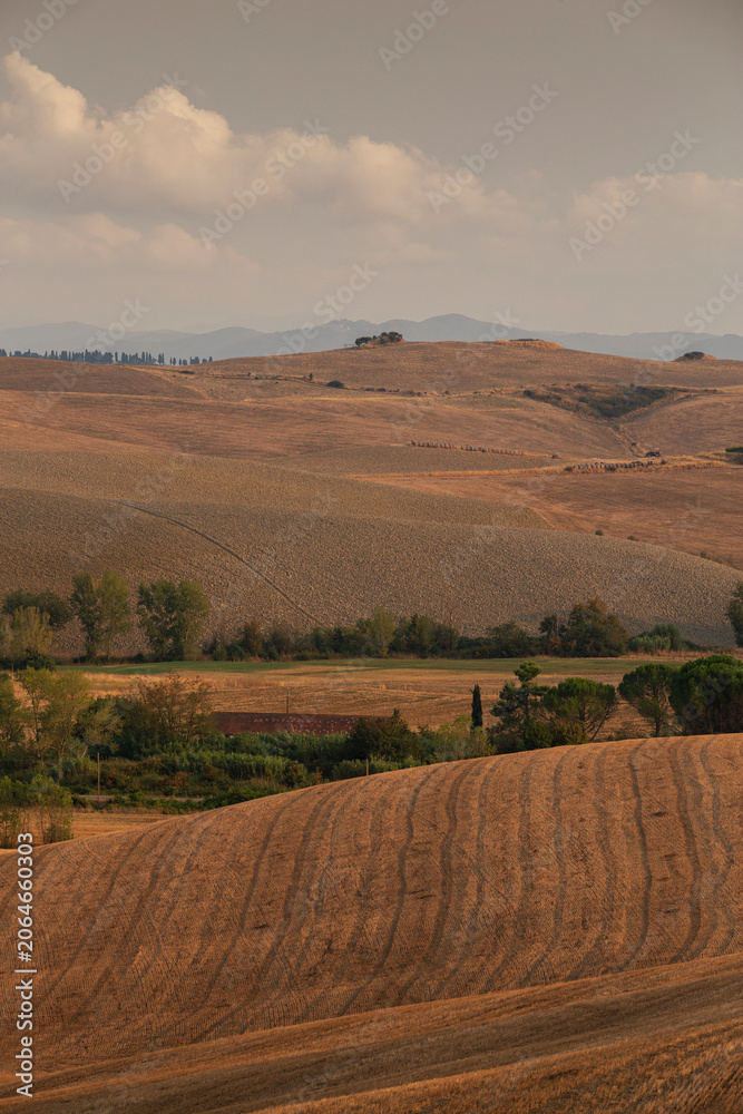 Naklejka premium Rolling Hills and Plowed Fields of Tuscany in Summer, Val d'Orcia Landscape, Italy