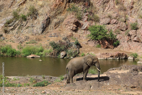 Konstfotografi Afrikanischer Elefant am Mphongolo River/ African elephant at Mphongolo River /