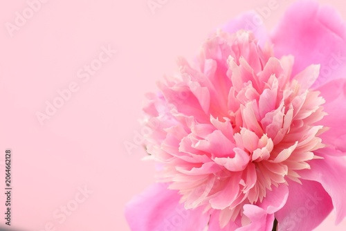 Beautiful peony flower on pink background, closeup. Space for text