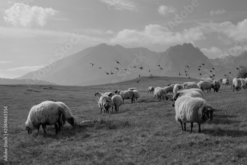 Mountain Sheep Grazing on Alpine Meadow with Flock of Birds
