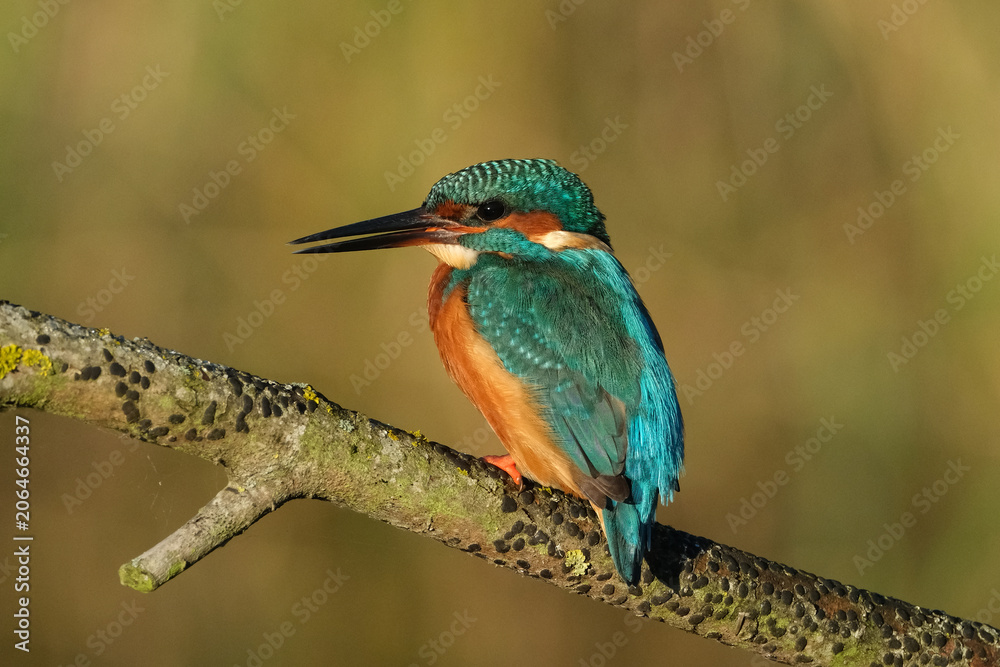 Obraz premium Common kingfisher (Alcedo atthis) perched on a branch, vibrant turquoise and orange plumage, wildlife photography