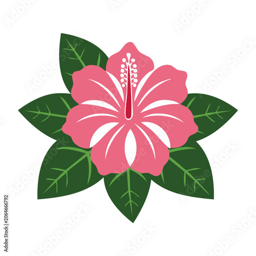 Pink hibiscus flower with green leaves vector illustration