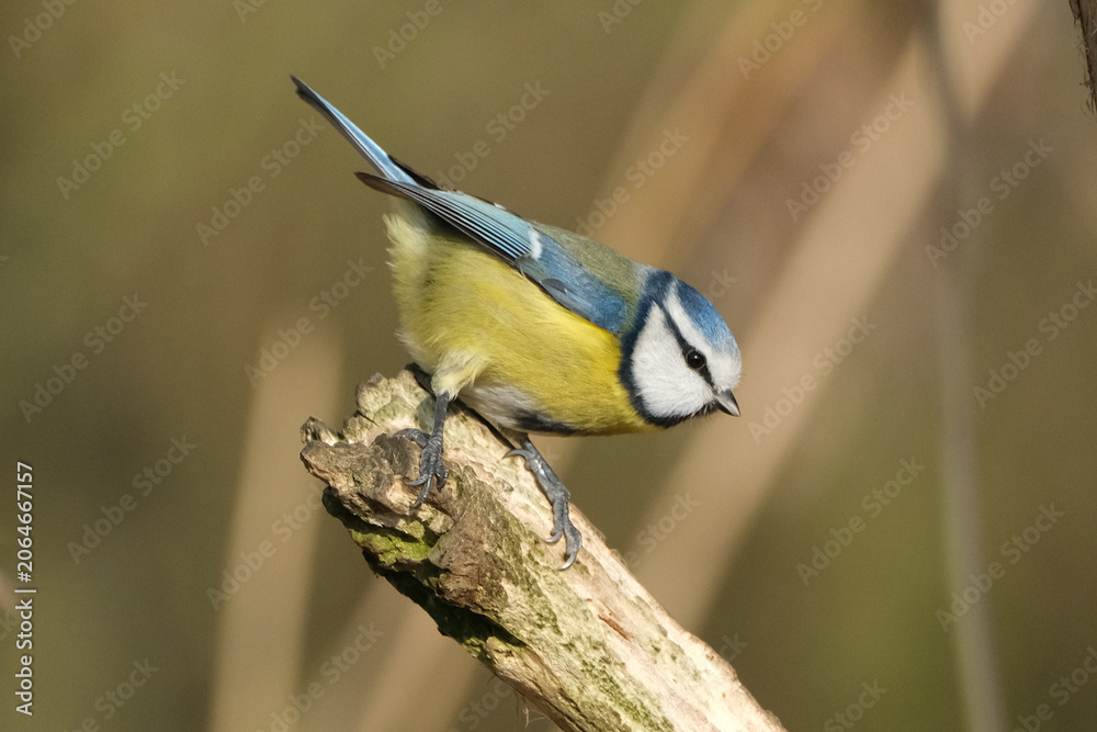 Fototapeta premium Beautiful blue tit bird sitting on a branch in the forest
