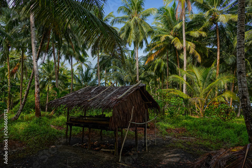 Photography Rustic wooden smokehouse stands in a coconut grove surrounded by towering palms and thick tropical vegetation