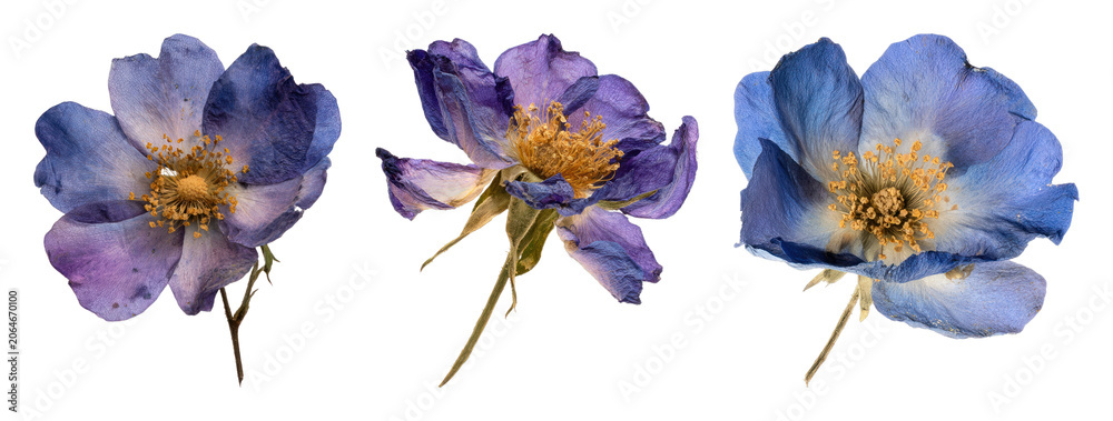 Obraz premium PNG Vibrant purple and blue flowers on transparent background