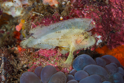Quadro su tela Leaf scorpionfish resting on colorful coral reef in Anilao Philippines