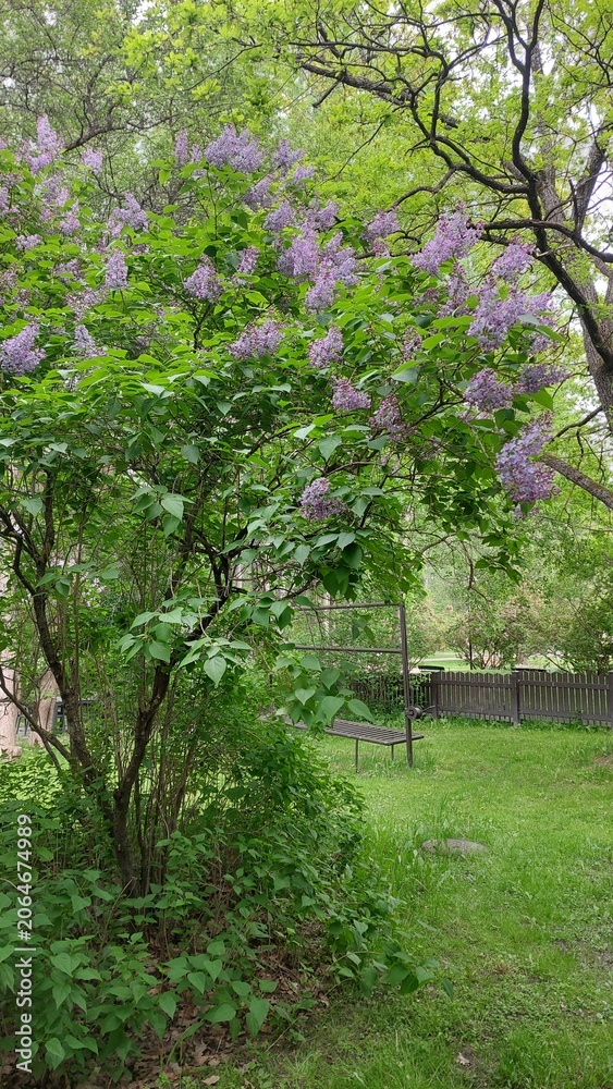 Fototapeta premium Blooming Purple Lilacs
