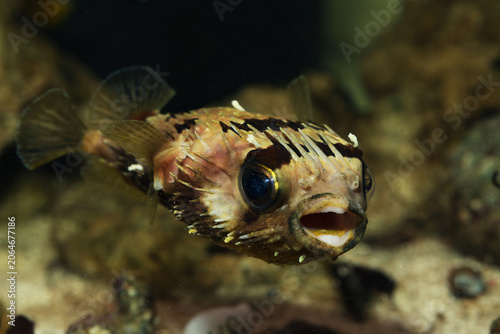 long spine porcupinefish (Diodon holocanthus)