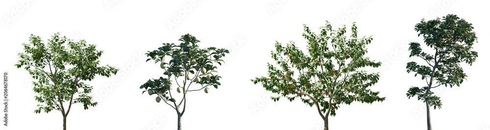Fototapeta premium Set of Cerasus pseudocerasus and Citrus limon frontal set street trees isolated png in sunny daylight on a transparent background perfectly cutout