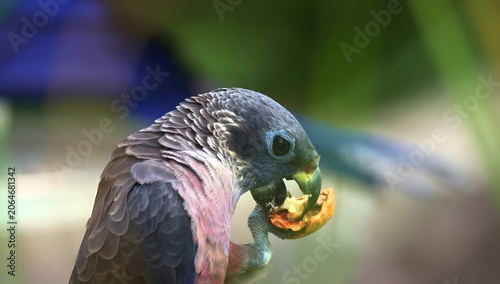 Konstfotografi Close-up of a dusky pionus parrot eating a piece of fruit in a lush green jungle