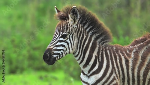 Foto Close-up portrait of a young zebra with distinctive stripes keywords: zebra, you
