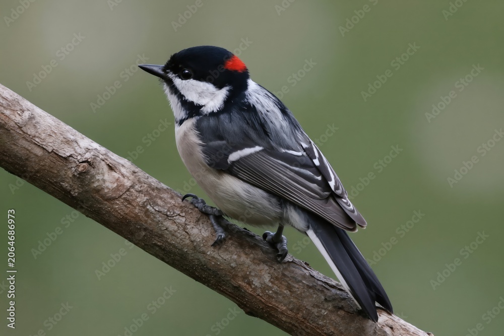 Naklejka premium Acorn woodpecker bird rests on branch. Small avian creature has black red white plumage. Wild animal perched in green forest habitat. Natural zoology study subject.