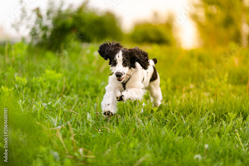 Black and white spaniel puppy walking through green grass carrying a small stick.