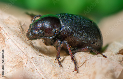 Billede på lærred Scarab Beetle on Dry Autumn Leaf
