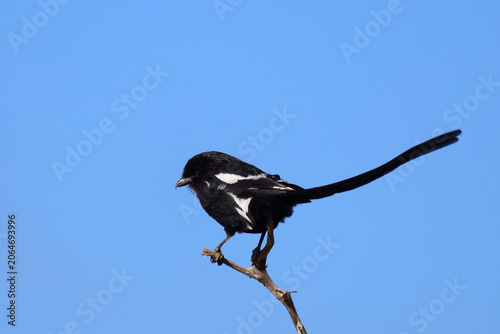 Photos Elsterwürger / Long-tailed shrike or Magpie shrike / Urolestes melanoleucus