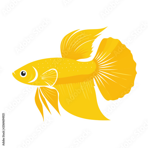 Yellow Betta Fish Flat Illustration