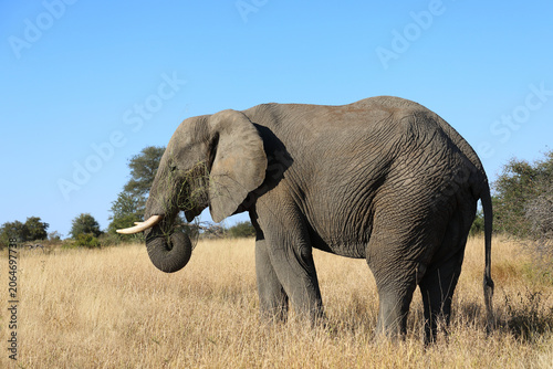 Photography Afrikanischer Elefant / African elephant / Loxodonta africana