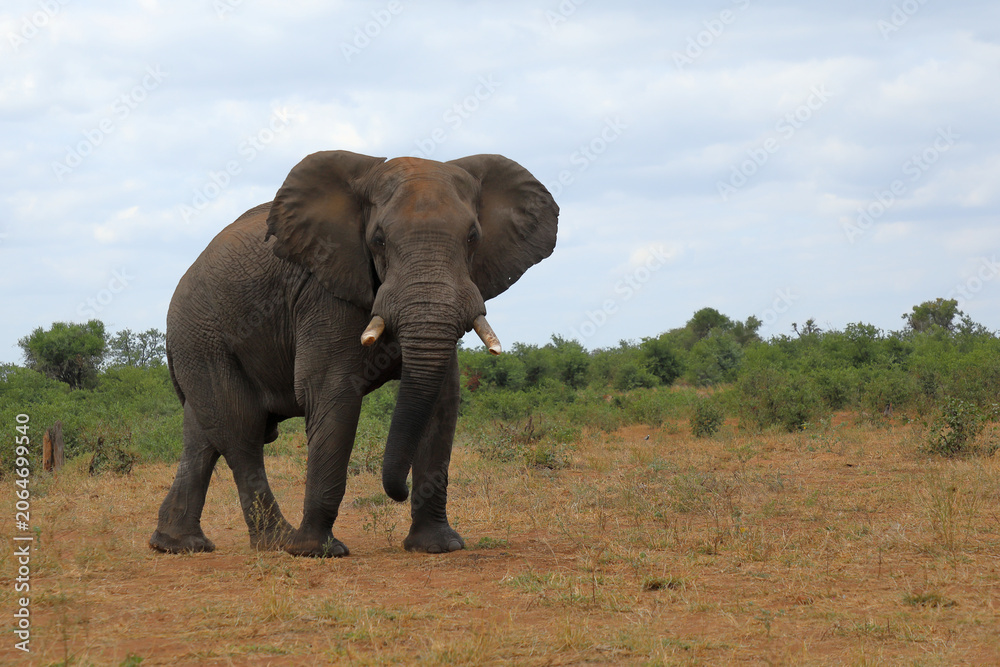 Fototapeta premium Afrikanischer Elefant / African elephant / Loxodonta africana
