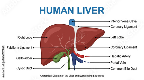Schilderij op canvas Detailed anatomical diagram of a human liver with labeled structures on a white background