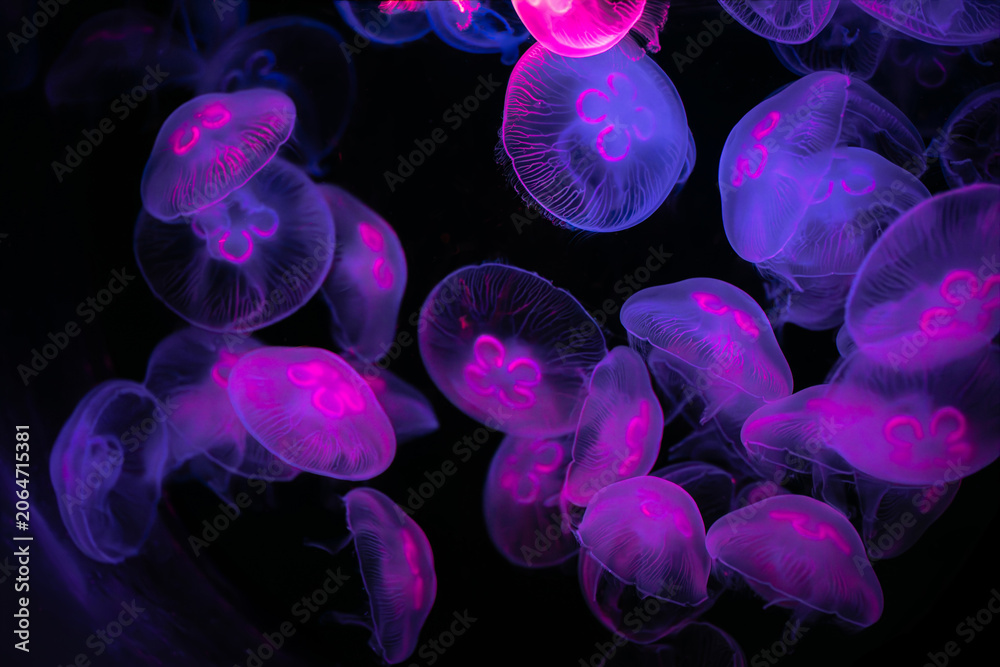 Obraz premium Translucent jellyfish float in dark water illuminated by neon pink and purple light. Their glowing forms create a mesmerizing, ethereal atmosphere.