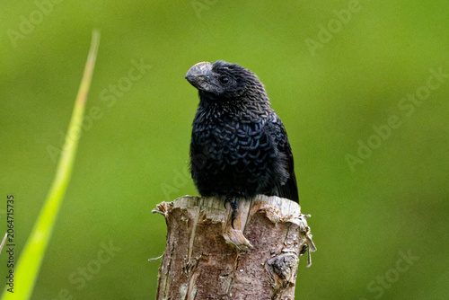 Portrait of a Smooth-billed Ani perched on a wood stick.