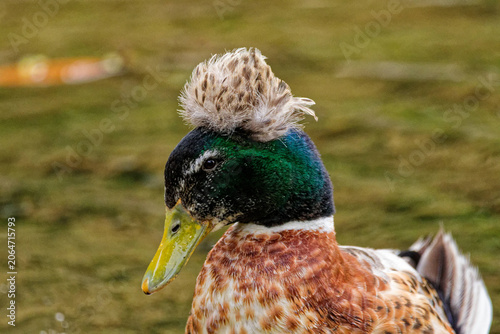 Portrait of a crested duck in profile who seems to be wearing an amazing feather hat.