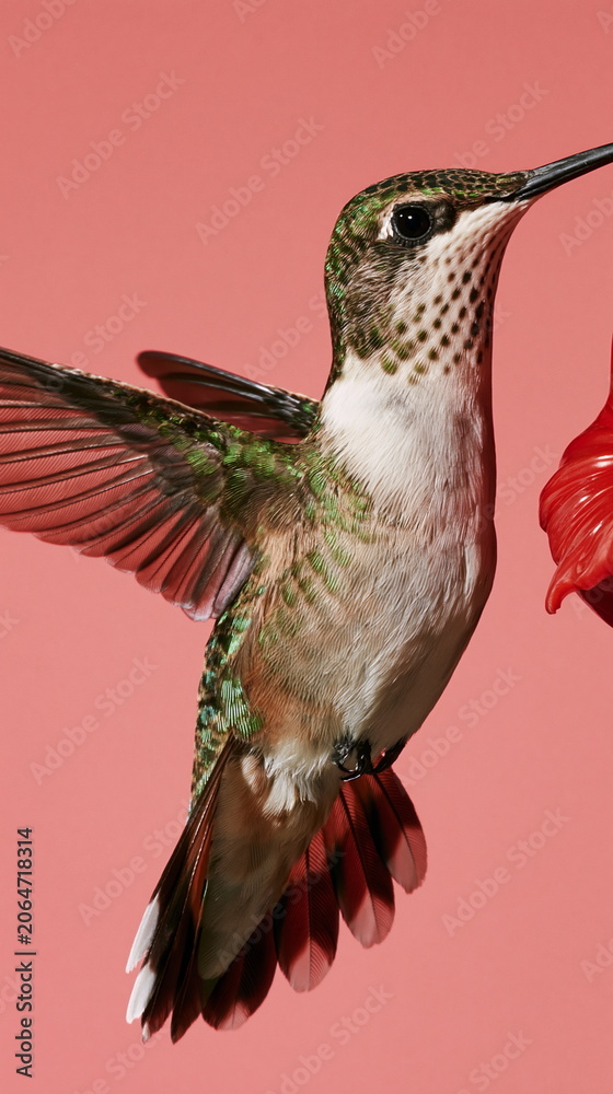 Fototapeta premium Swift Hummingbird Captured Mid-Flight with Blurred Wings, Embodying Grace and Speed Against a Lush Tropical Background