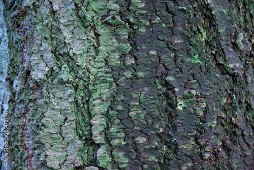 This beautiful close up outdoor photograph captures the detailed and rough texture of a large tree bark in the forest. The camera focuses closely on the organic surface revealing the deep cracks