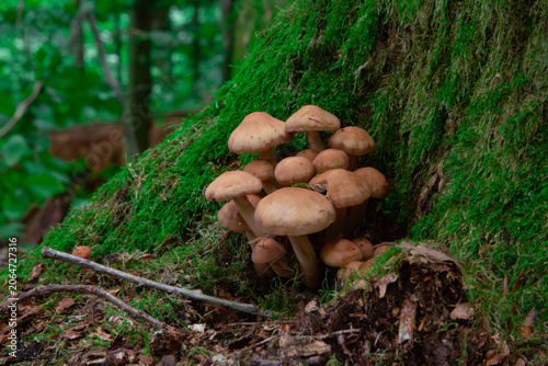This beautiful nature photograph captures a large cluster of wild brown mushrooms growing at the base of an old tree trunk. These fungi which look like honey fungus or wood tuft thrive in the damp