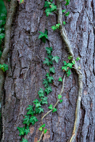 This beautiful close up outdoor photograph captures a vibrant green ivy plant climbing up the rough bark of a large pine tree trunk. The camera is positioned at eye level focusing on the intricate