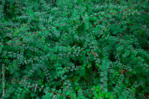 This beautiful close up macro photograph captures a dense green bush with thousands of tiny round leaves covered in pristine water drops after rain. The camera is positioned at a high angle looking
