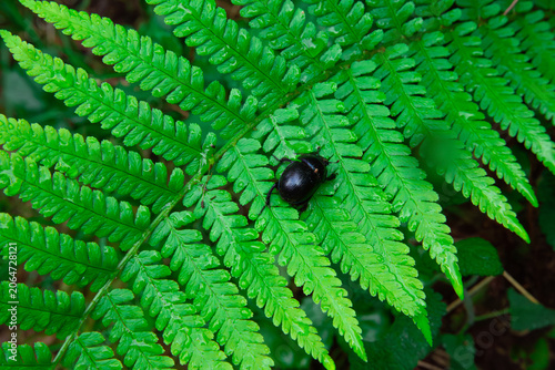 This nature photograph captures a glossy black beetle resting on a bright green fern frond in the middle of a forest. The vibrant color of the plant provides a beautiful background for the dark insect